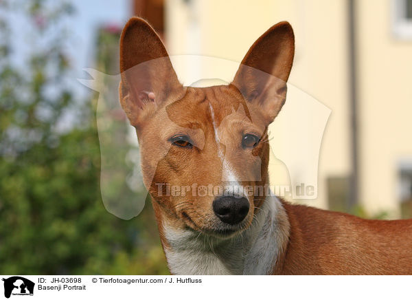 Basenji Portrait / JH-03698