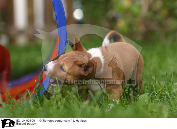 Basenji puppy / JH-03709