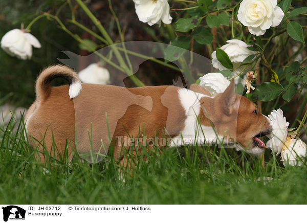 Basenji puppy / JH-03712