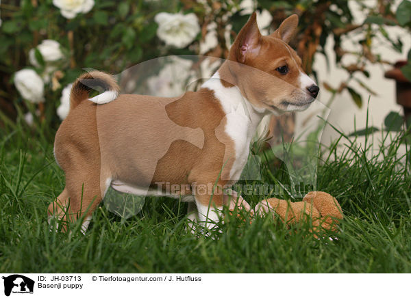 Basenji Welpe / Basenji puppy / JH-03713