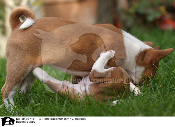 Basenji puppy / JH-03716