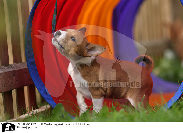 Basenji Welpe / Basenji puppy / JH-03717