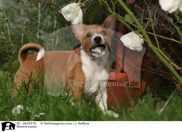 Basenji puppy / JH-03719