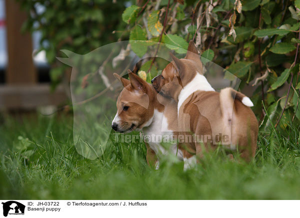 Basenji Welpe / Basenji puppy / JH-03722