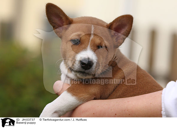Basenji Welpe / Basenji puppy / JH-03737