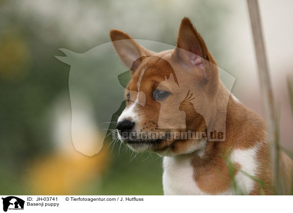 Basenji puppy / JH-03741
