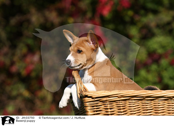Basenji Welpe / Basenji puppy / JH-03750