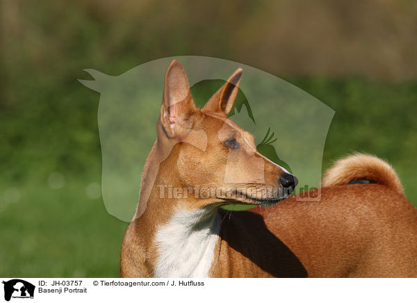 Basenji Portrait / Basenji Portrait / JH-03757