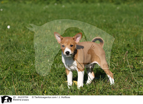 Basenji Welpe / Basenji puppy / JH-03764