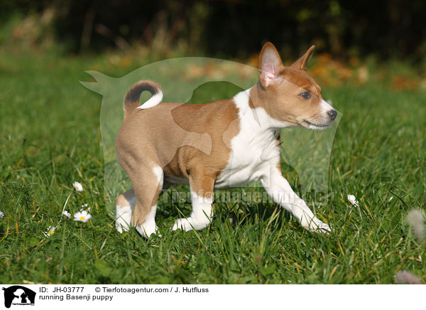 running Basenji puppy / JH-03777