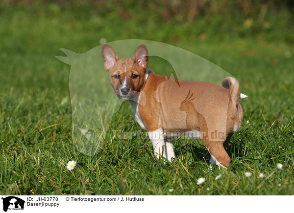 Basenji puppy / JH-03778