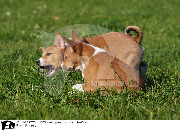 Basenji puppy / JH-03779