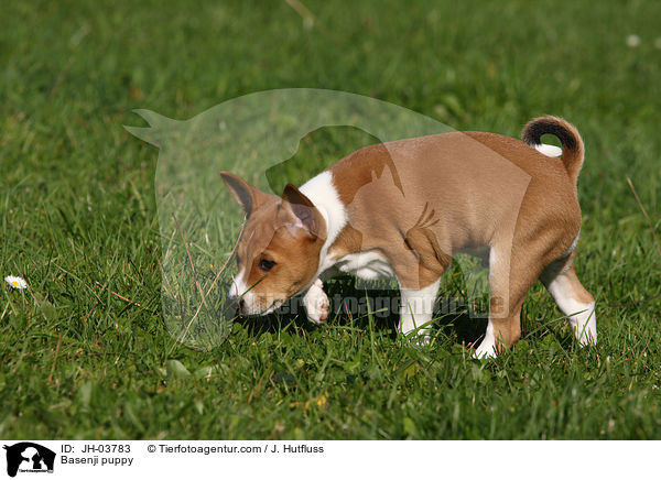 Basenji puppy / JH-03783