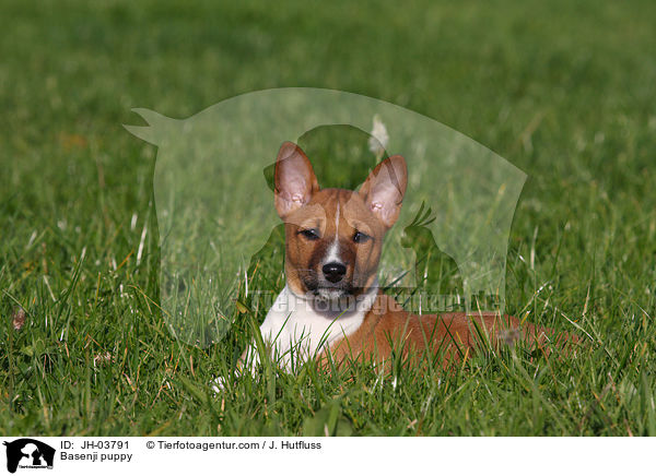 Basenji puppy / JH-03791