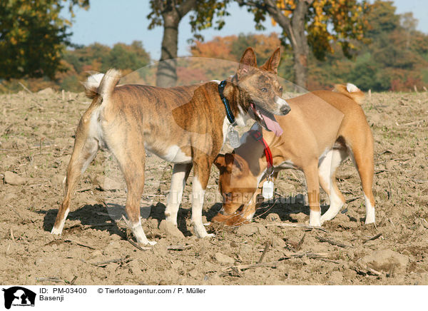 Basenji / PM-03400