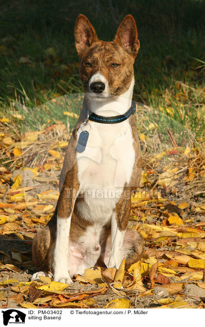sitting Basenji / PM-03402