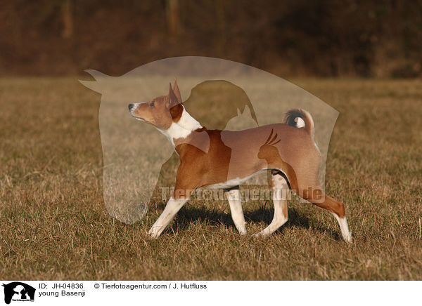 young Basenji / JH-04836