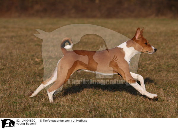 young Basenji / JH-04850