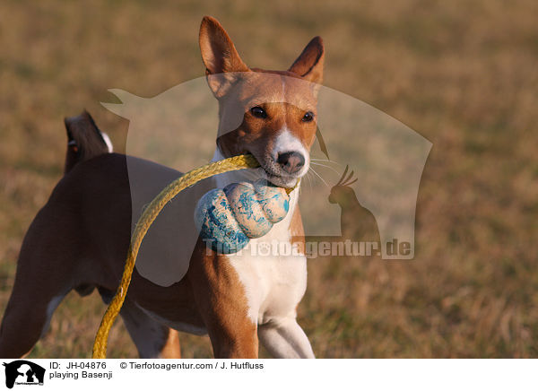 spielender Basenji / playing Basenji / JH-04876