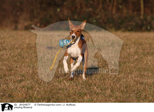 playing Basenji / JH-04877