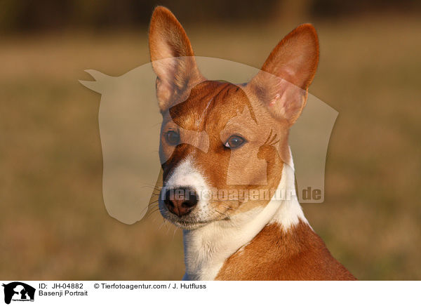 Basenji Portrait / JH-04882