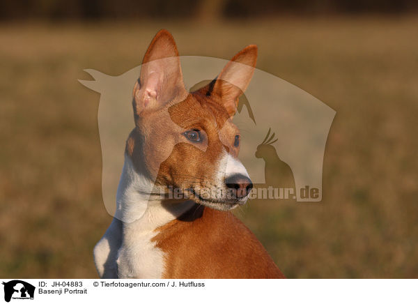 Basenji Portrait / JH-04883