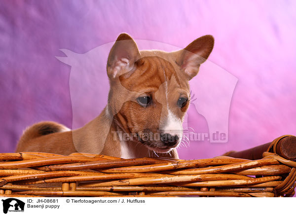 Basenji Welpe / Basenji puppy / JH-08681