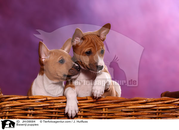 Basenji puppies / JH-08684