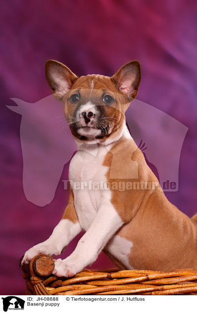 Basenji puppy / JH-08688