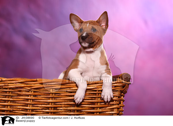 Basenji puppy / JH-08690