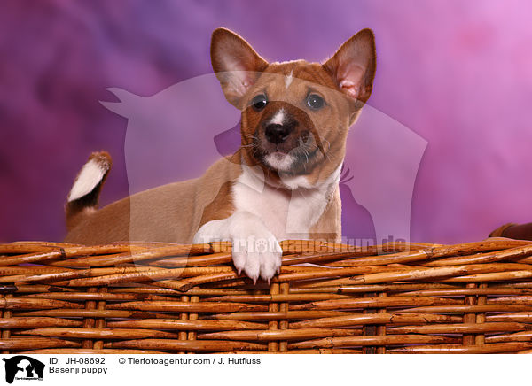 Basenji puppy / JH-08692