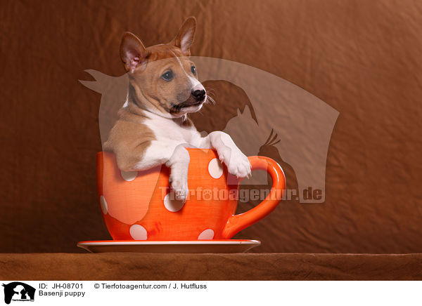 Basenji Welpe / Basenji puppy / JH-08701