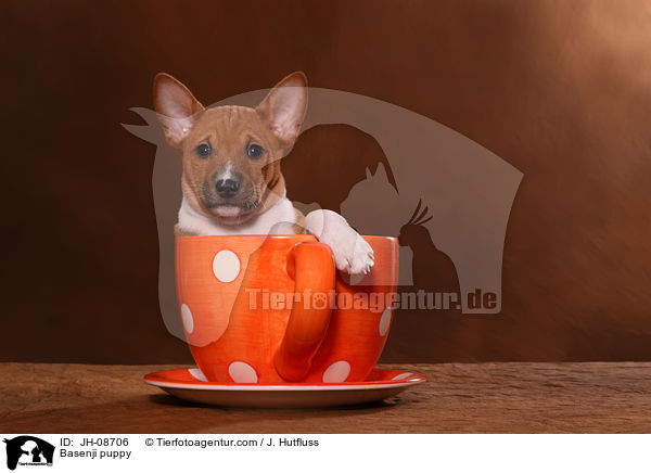 Basenji puppy / JH-08706