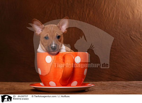 Basenji puppy / JH-08707