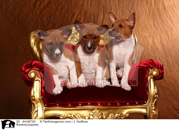 Basenji puppies / JH-08720