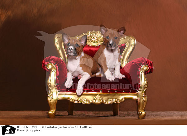 Basenji puppies / JH-08721