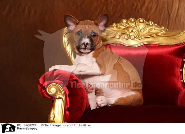 Basenji Welpe / Basenji puppy / JH-08722