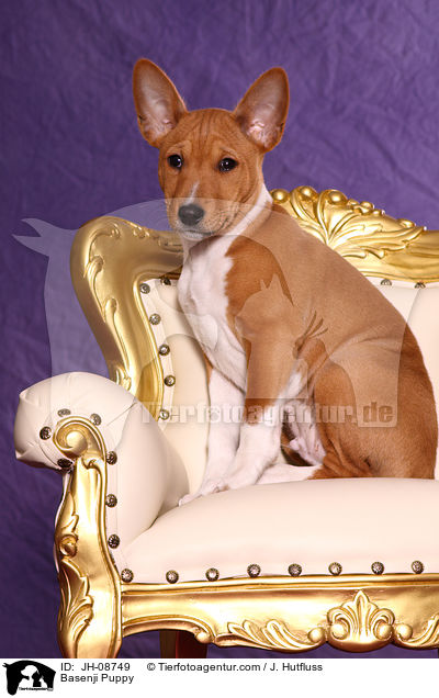 Basenji Welpe / Basenji Puppy / JH-08749