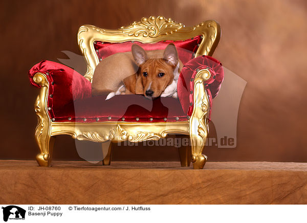 Basenji Welpe / Basenji Puppy / JH-08760
