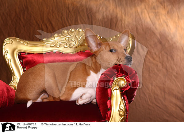 Basenji Welpe / Basenji Puppy / JH-08761