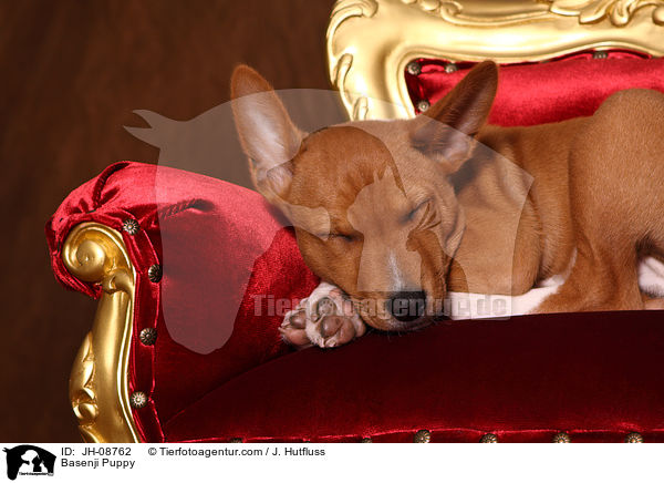 Basenji Welpe / Basenji Puppy / JH-08762