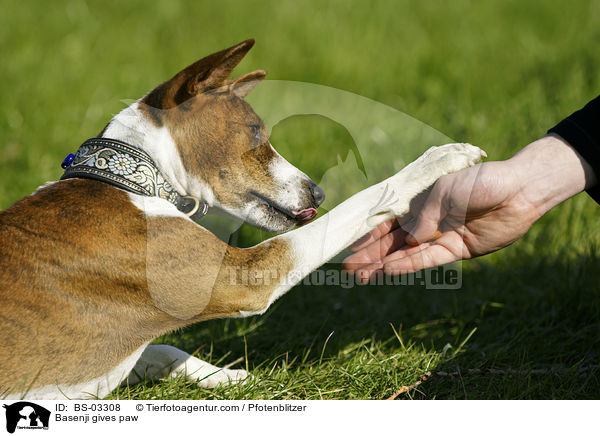 Basenji gibt Pftchen / Basenji gives paw / BS-03308