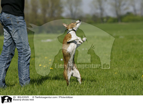 Basenji zeigt Trick / Basenji shows trick / BS-03525