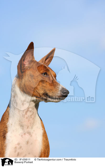 Basenji Portrait / IF-05611