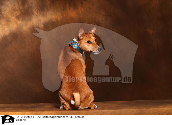 Basenji / Basenji / JH-09941