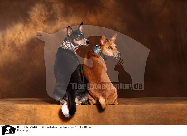 Basenji / Basenji / JH-09946