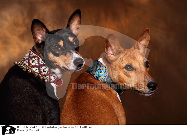 Basenji Portrait / Basenji Portrait / JH-09947