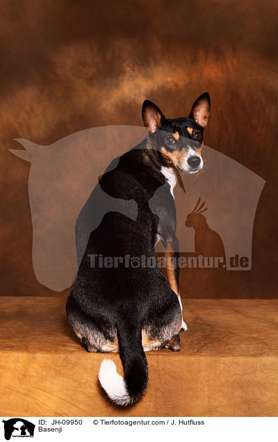 Basenji / JH-09950