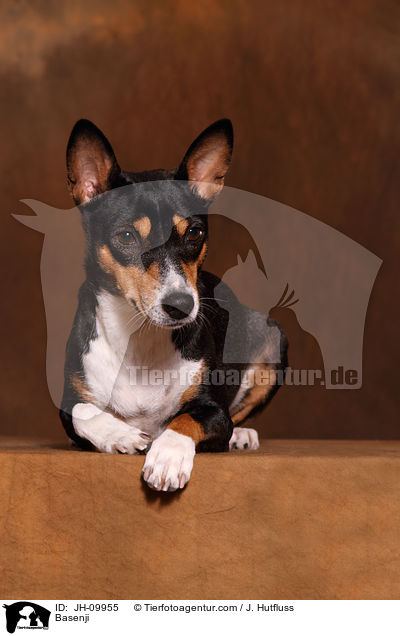 Basenji / JH-09955