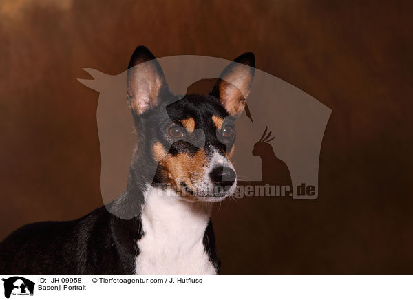Basenji Portrait / JH-09958